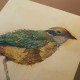 Navrang bird *Print*