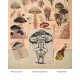 The Fungi Dialogue *Print*