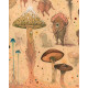 The Fungi Dialogue *Print*