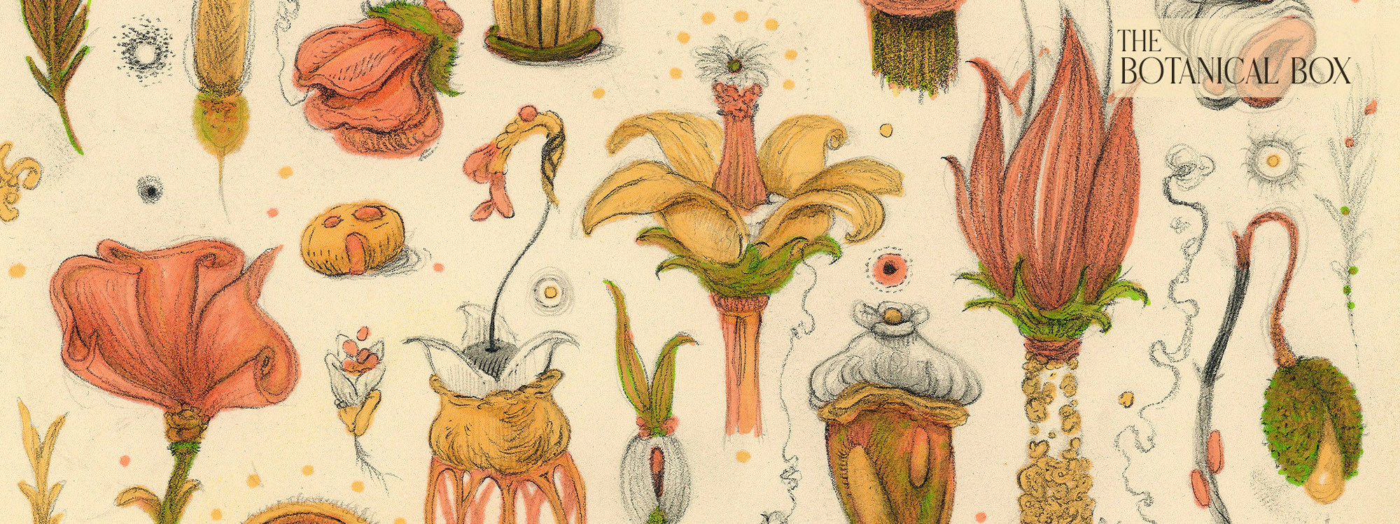 The Botanical Box 